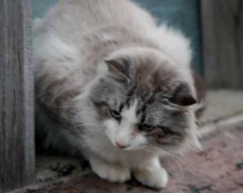 Romeo Bild von Romeo