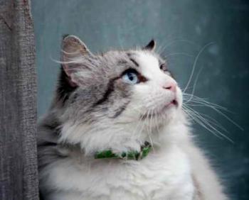 Romeo Bild von Romeo