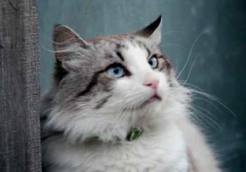 Romeo Bild von Romeo