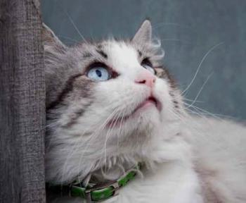 Romeo Bild von Romeo