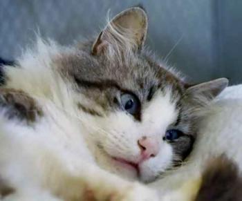 Romeo Bild von Romeo