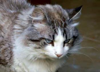 Romeo Bild von Romeo
