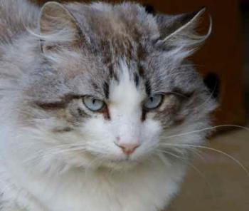 Romeo Bild von Romeo