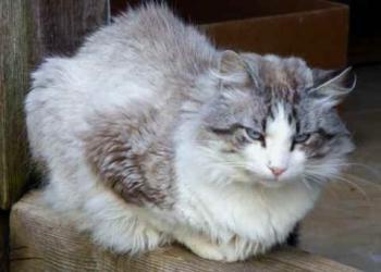 Romeo Bild von Romeo