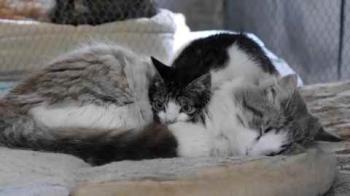 Peque Bild von Peque