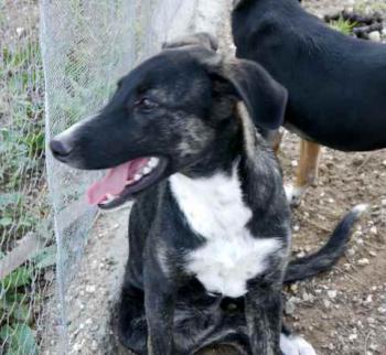 Romeo Bild von Romeo