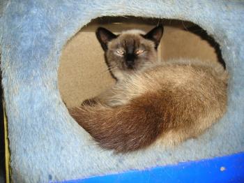 Bild von Simba