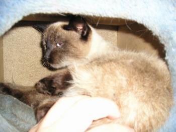 Bild von Simba
