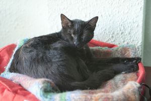 Peluso Bild von Peluso