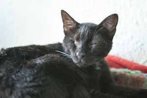 Peluso Bild von Peluso