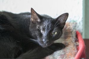 Peluso Bild von Peluso