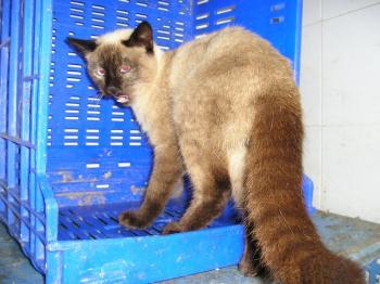Bild von Simba