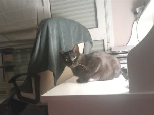 Diana Bild von Diana