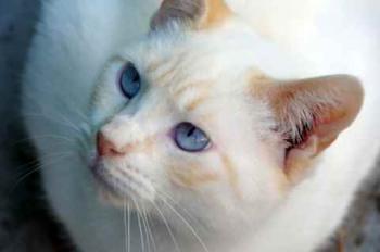 Sita Bild von Sita