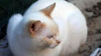 Sita Bild von Sita
