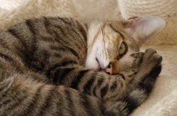 Liese Bild von Liese