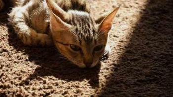 Liese Bild von Liese