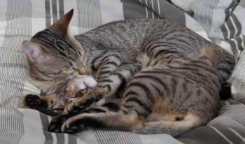 Liese Bild von Liese