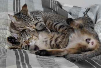 Liese Bild von Liese