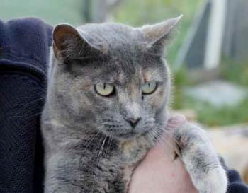 Bild von Aziza