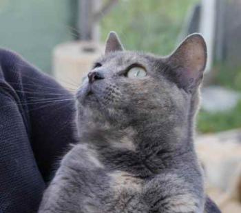 Bild von Aziza