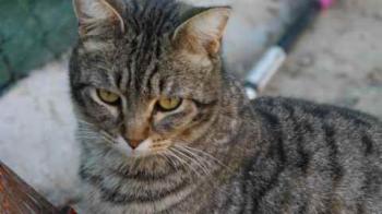 Tomasin Bild von Tomasin