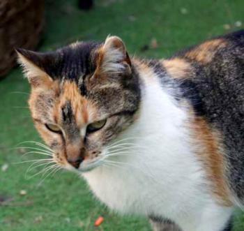 Susan Bild von Susan