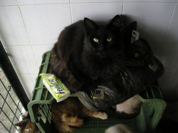 Ohne Bild von Pascha