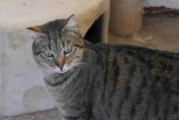 Fizz Bild von Fizz