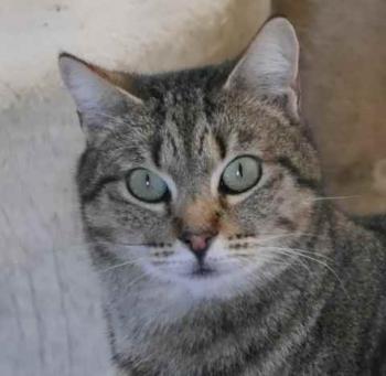 Fizz Bild von Fizz