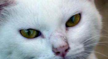 Nieves Bild von Nieves