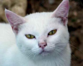 Nieves Bild von Nieves