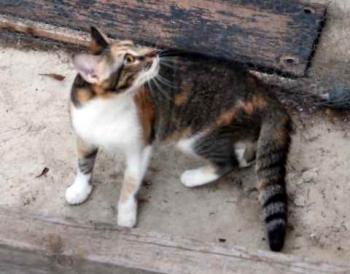 Marie Bild von Marie