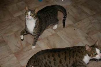 Brother Bild von Brother