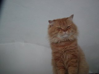 Amar-Eldin Bild von Amar-Eldin