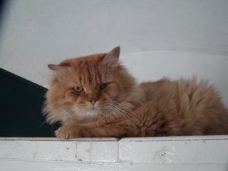 Amar-Eldin Bild von Amar-Eldin
