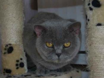 Lady Di Bild von Lady Di