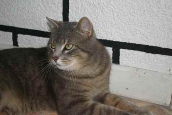 Bild von Lorenzo