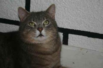 Bild von Lorenzo