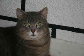 Bild von Lorenzo