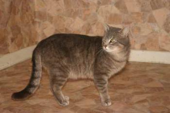 Bild von Lorenzo