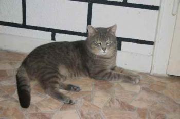 Bild von Lorenzo