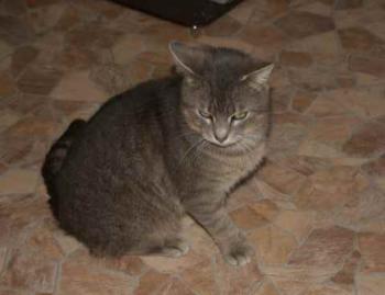 Bild von Lorenzo
