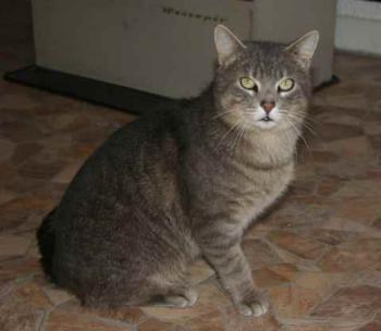 Bild von Lorenzo