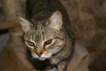 Migoya Bild von Migoya