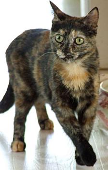 Sookie Bild von Sookie