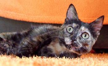 Sookie Bild von Sookie