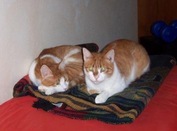 Brandy Bild von Phil