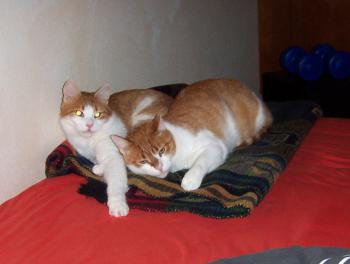 Brandy Bild von Phil