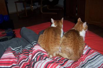 Brandy Bild von Phil